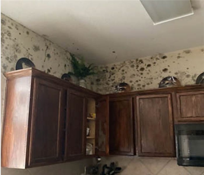 Mold infestation on wall in kitchen after long term damage